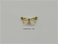 藏品(夜蛾620)的圖片